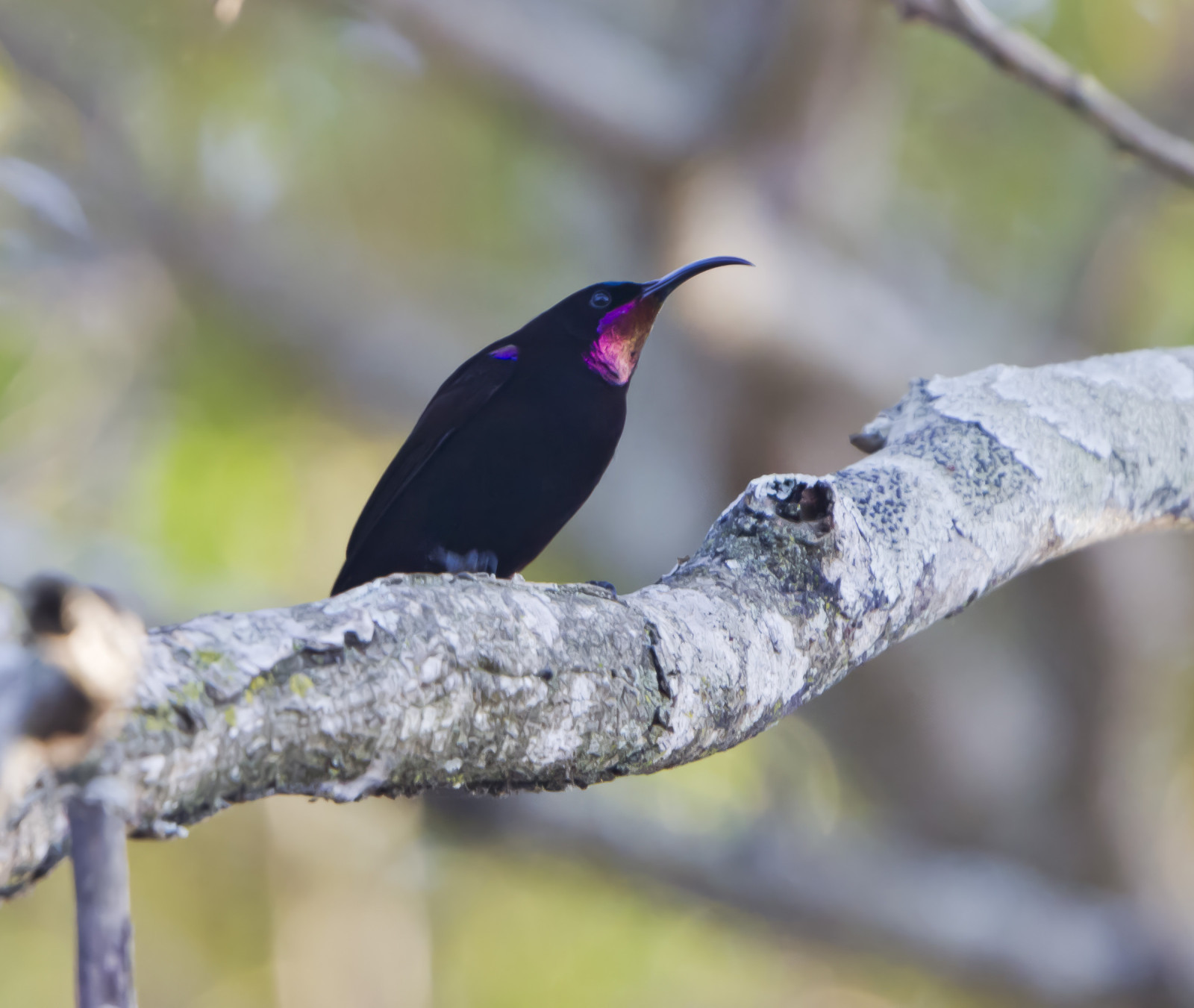 image Amethyst Sunbird